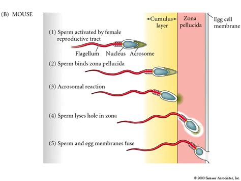 Acrosome - Definition, Function, Reaction and Exocytosis