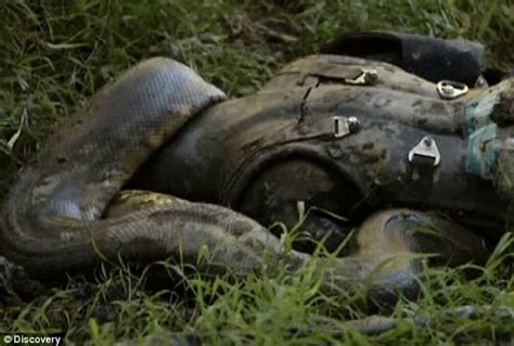 Eaten Alive Paul Rosolie Blasted After Anaconda Stunt Quickly