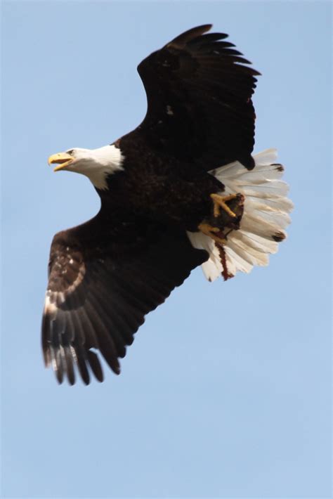 Eagle Lake Of The Ozarks Eagle Lake Bald Eagle Lake