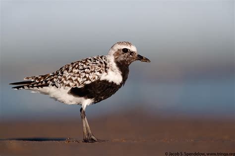 Black Bellied Plover 20