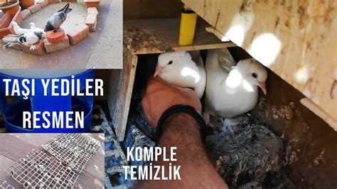 Güvercinler Taşı kemiriyor Temizlik var Yavru beyazlar Büyüdü YouTube