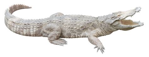 Albino alligator Definition | Characteristics & Facts