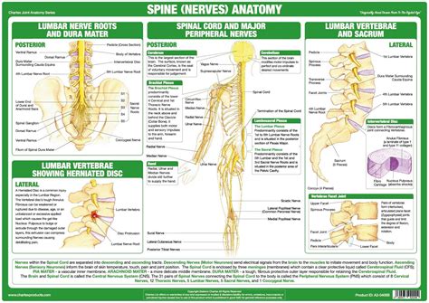 Spine Nerves Anatomy Poster