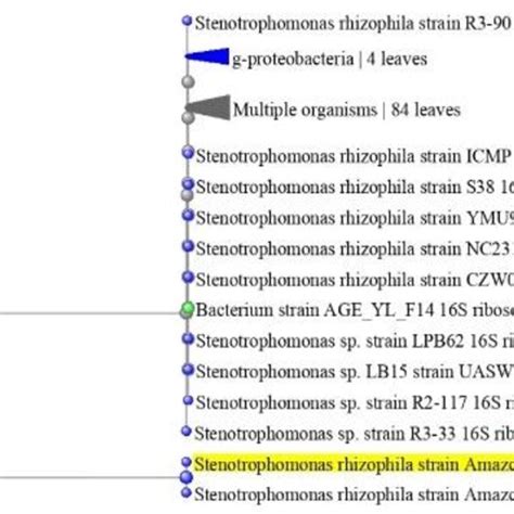 Phylogenetic Neighbor Binding Tree Reconstructed Based On The S Rrna