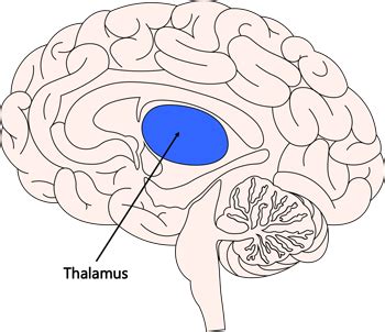 Brain Facts: Important Parts of the Brain