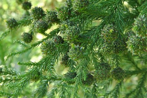 Cryptomeria japonica | Japanese cedar - Van den Berk Nurseries