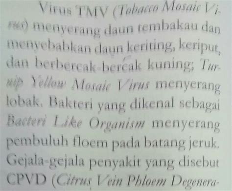 Kenapa Bintik Kuning Pada Tembakau Dapat Menurunkan Kualitas Daun Yg