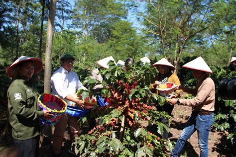 Harga Dan Produktivitas Meningkat Petani Kopi Arabika Ijen Semringah