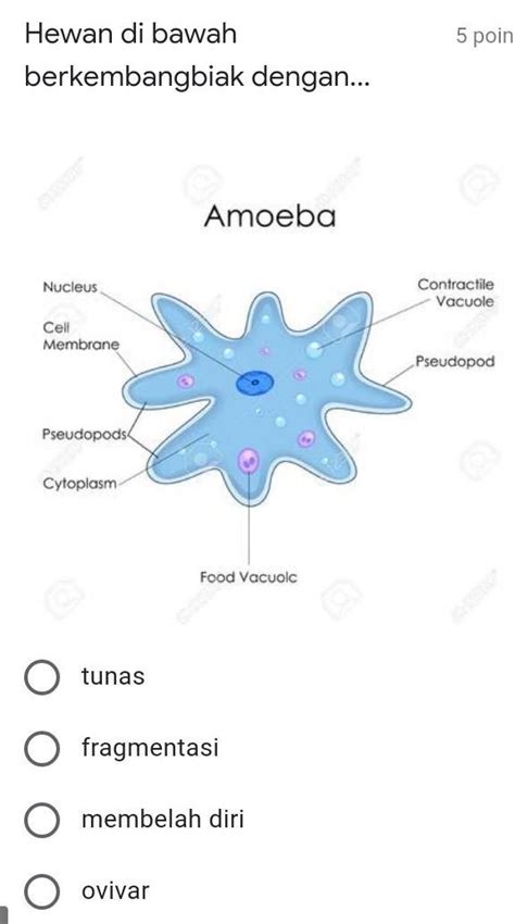 Cara Reproduksi Amoeba Ilmu