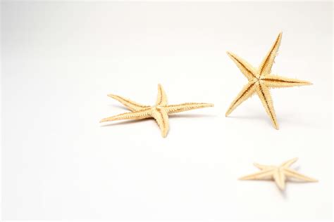 Brown Starfish On White Surface · Free Stock Photo