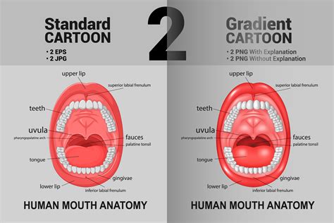 Human Mouth Anatomy Graphic by Alextian Artwork · Creative Fabrica