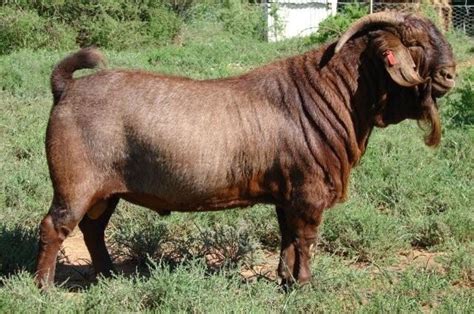 18 Best Goat Breeds For Milk And Meat Production