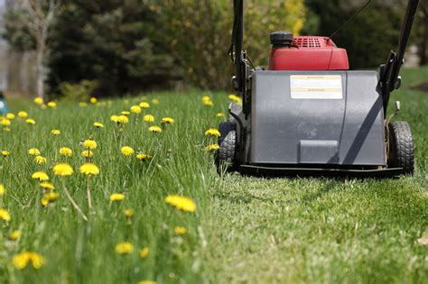 No Mow May Gains Traction 5 Ways To Keep Saving The Bees One Lawn At A Time Video