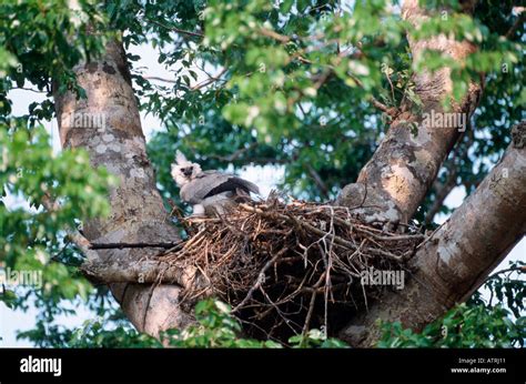 Harpy Eagle Nest