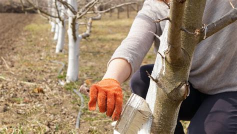 ¿cómo Preparar La Cal Para Pintar” Los árboles Frutales Te Damos La