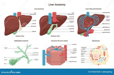 Hepatic Lobule Anatomy With Anatomic Liver Unit Structure Outline