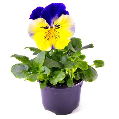 Viola Wittrockiana Yellow Blue Wing Schneider Bv Schneider Young