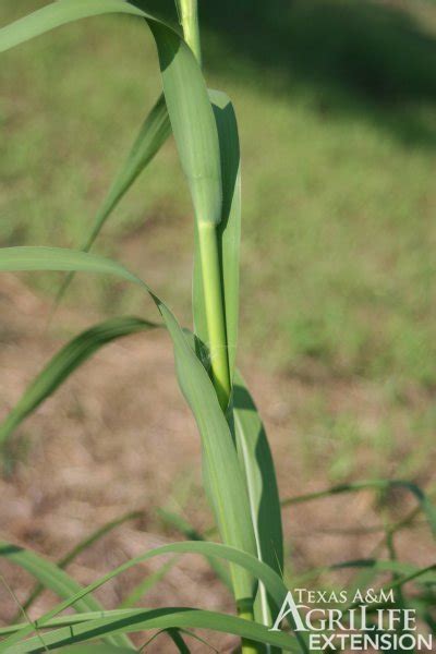 Plants Of Texas Rangelands Eastern Gamagrass