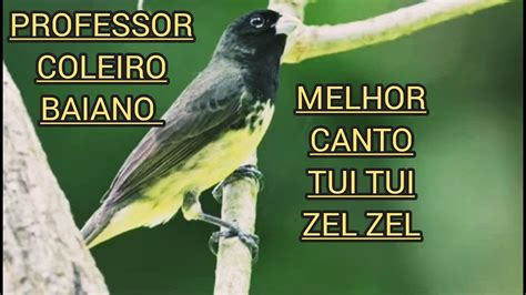 O Canto Do Coleiro Baiano Tui Tui Zel Zel Youtube