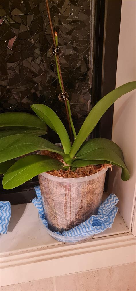 Live moss from dead moss update. : r/orchids