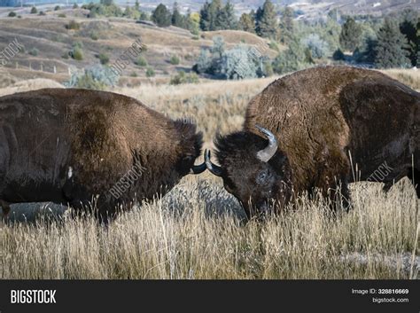 Two Bison Fighting Image & Photo (Free Trial) | Bigstock