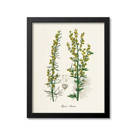 Mugwort Flower Art Print Botanical Art Print Flower Wall Art Artemisia Etsy