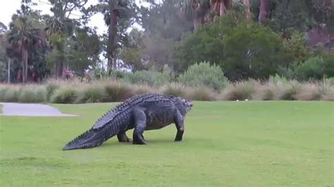 Massive Alligator Takes Casual Stroll Across Golf Course Right In Front