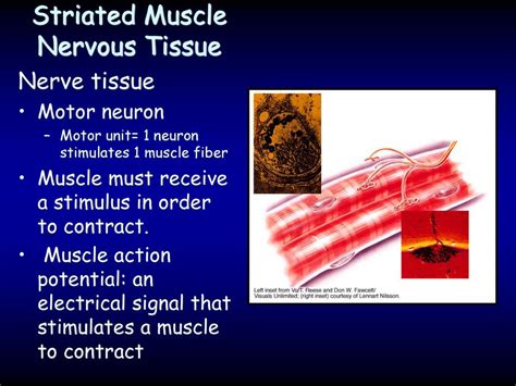 Human Muscular System Svhs Adv Biology Unit 6 Ppt Download