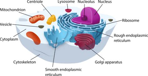 Animal Cell Cytoskeleton Located 