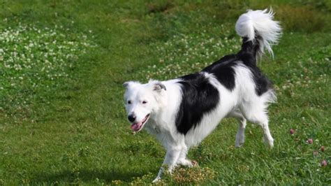 Border Collie Tail Complete Guide (Position, Docking, Meaning) | Paws ...