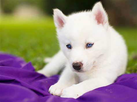 Bebé Azul Perro Ojos Husky Cachorro Siberiano Blanco Fondo De