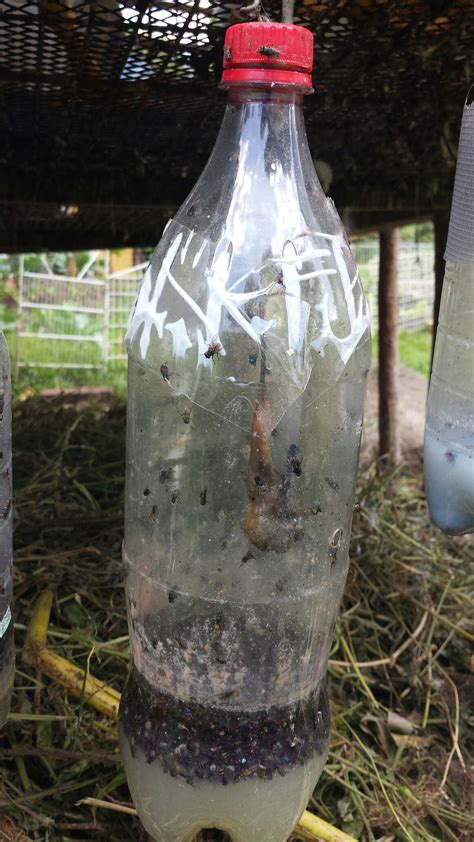 Quick And Easy Homemade Fly Trap Really Works Artofit