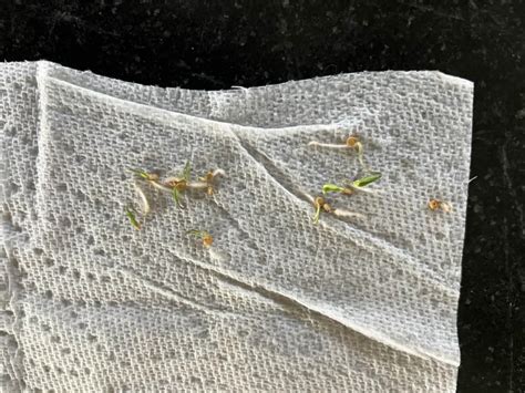 The Ultimate Guide To The Germinating Seeds In Paper Towel Method