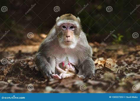 Breastfeeding Monkey stock image. Image of little, funny - 150337353