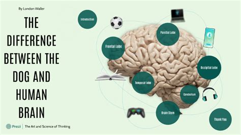 The Difference Between The Dog And Human Brain by Shafiq Waller on Prezi