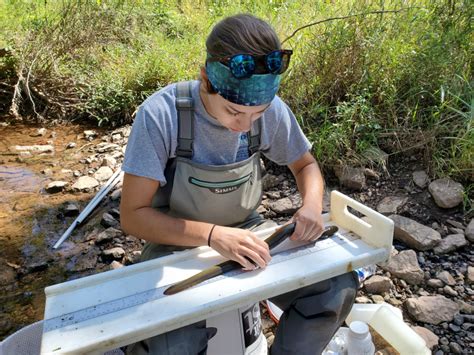 Srbc American Eel Research