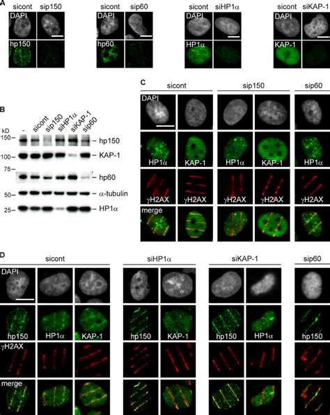 P Caf Dependent Corecruitment Of Hp And Kap To Laser Induced