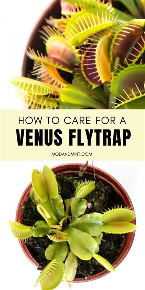 Venus Fly Trap Care Everything You Need To Know