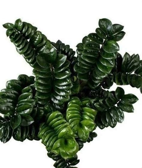В наличии Замиокулькас Зензи (Zamioculcas cv Zenzi) – карликовая форма ...