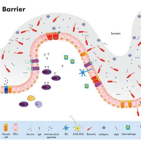 Pdf Intestinal Barrier Dysfunction In Human Pathology And Aging