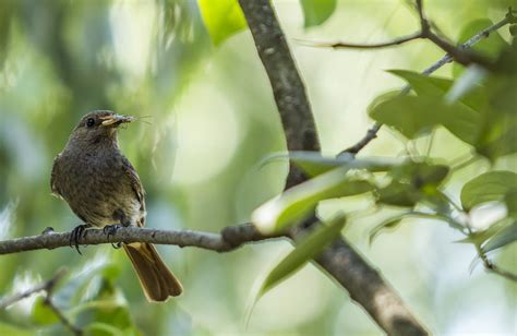 Bird Eating Insect Free Photo On Pixabay Pixabay