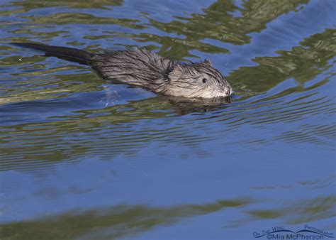 Muskrat Kit In The Wasatch Mountains Mia Mcphersons On The Wing