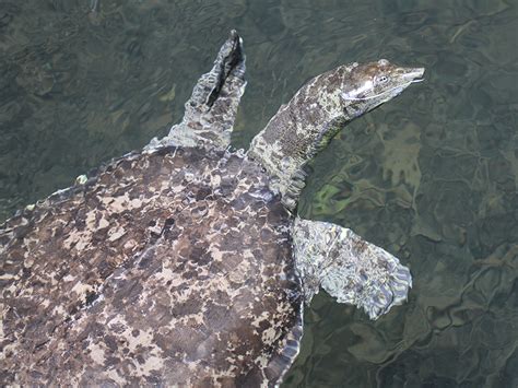 Spiny Softshell Turtle | Alexandria Zoo