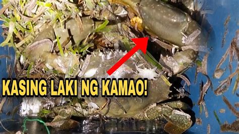 Grabe Na Alimango To Ang Laki Ng Sipit Parang Kamao Ronfishing