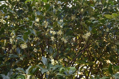 Japanese Star Anise Flowers Stock Image Image Of Green Flora 174898841