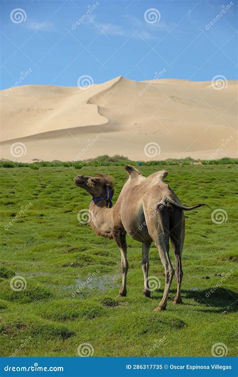 Gobi Desert In Mongolia Stock Image Image Of Colorful 286317735