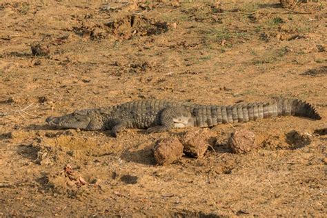 Best Sri Lanka Safari - Yala National Park | The Planet D