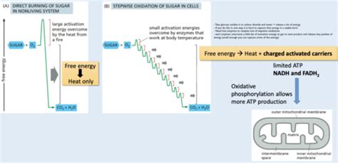 Cell Biology Chapter 13 Exam 3 Flashcards Quizlet