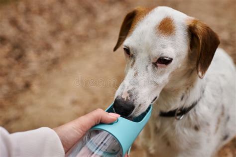 Cute White Dog with Brown Spots Stock Photo - Image of adventure ...