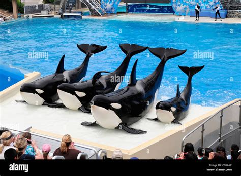 Trained killer whales, orcas (Orcinus orca), Shamu Stadium, SeaWorld ...